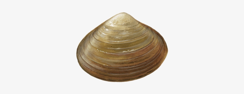 Clams Png Transparent Image - Clam Transparent Background, transparent png #2792506