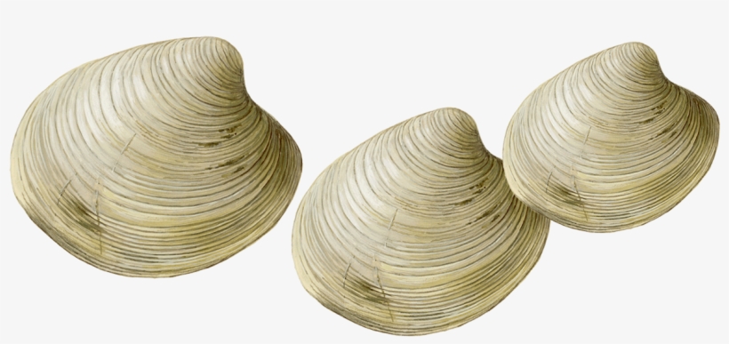 Clams Transparent, transparent png #2792507