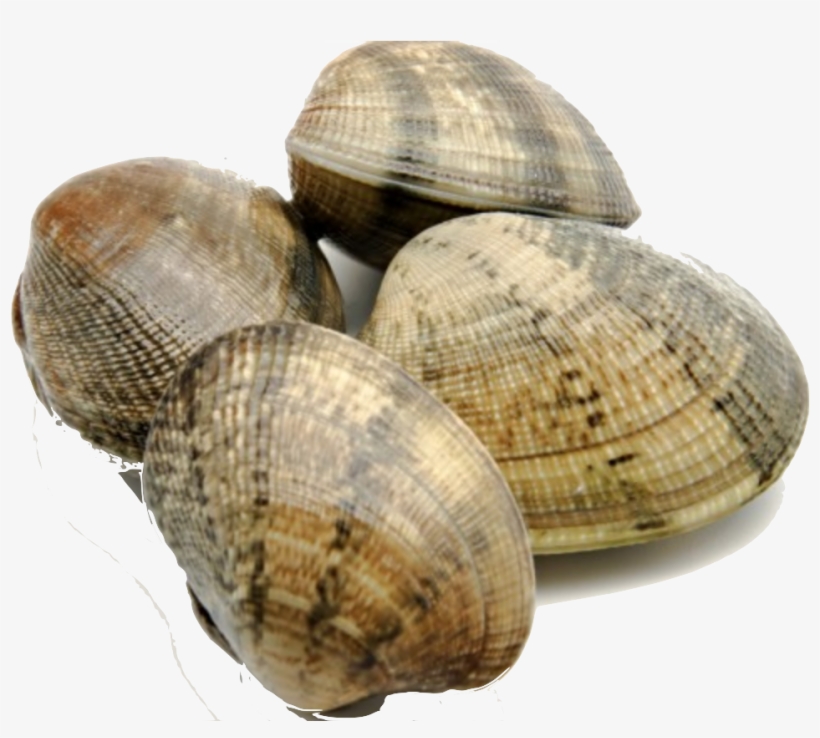 Clams - Facts About Clams, transparent png #2792761