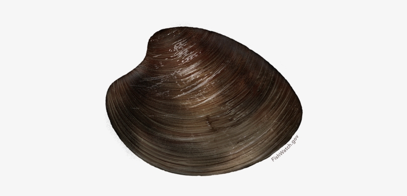 Ocean Quahog - Arctica Islandica, transparent png #2793247