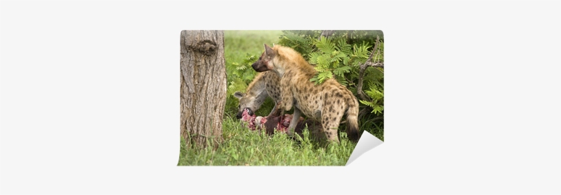 Two Hungry Hyenas Are Eating Dead Animal Wall Mural - Hyena Hunting, transparent png #2793648