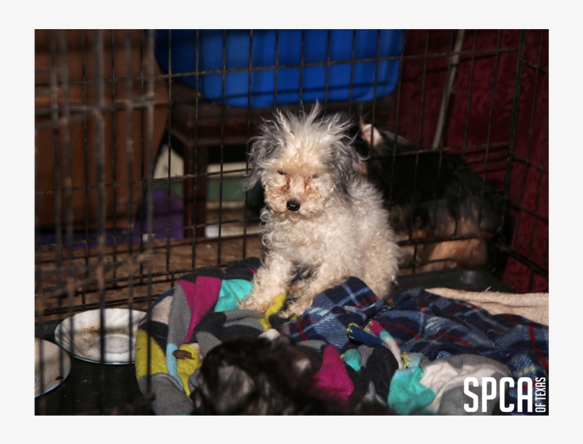20180315 Local Cbs Puppy Mill 1 - Dog, transparent png #2793731