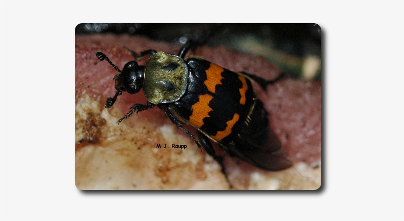 Nicrophorus Tomentosus Stops To Sample A Piece Of Meat - Flesh Eating Beetle, transparent png #2793766
