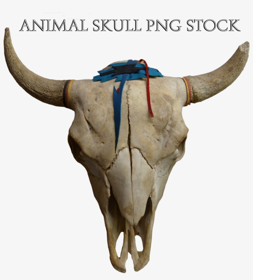 Animal Skull - Animal Skull Png, transparent png #2793796