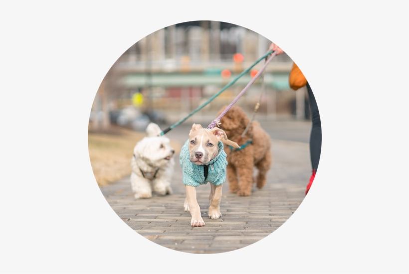 Dog6 - Portable Network Graphics, transparent png #2793827