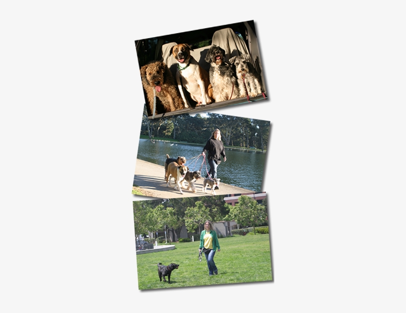 Three Pictures Of Carla Walking Dogs - Dog Walking, transparent png #2793922