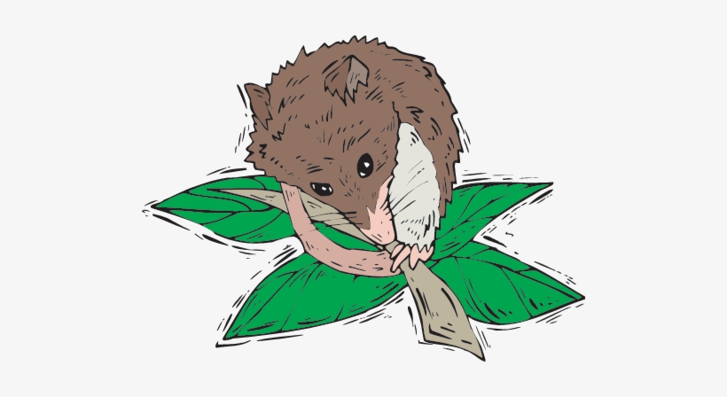 Secondary Consumers - Consumer Food Chain, transparent png #2793998