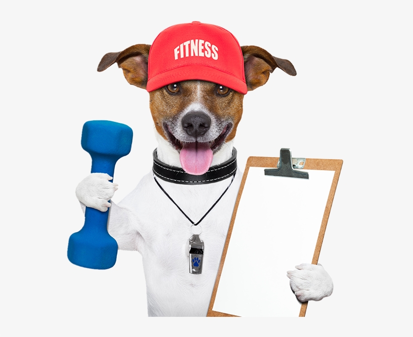 Agility Classes - Exercise Dog, transparent png #2794003