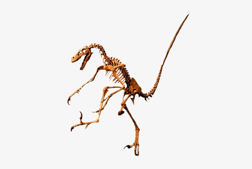 Most Carnivores Had Deadly Sharp Teeth And Claws - Dinosaur, transparent png #2794214