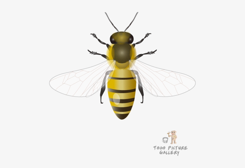 Honeybee By Togopic - Instagram, transparent png #2794841