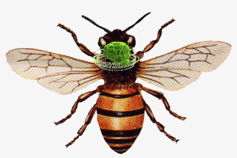 Honey Bee Png Download - Honey Bee, transparent png #2795483