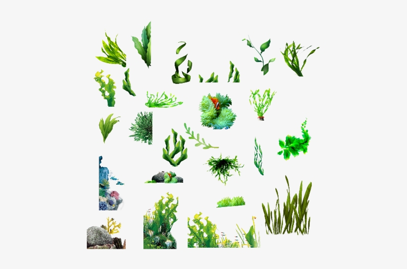 Seaweed Clipart Transparent Background - Seaweed, transparent png #2796140