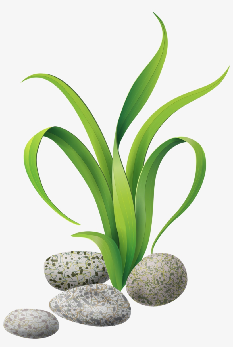 Seaweed Clipart Reeds - Seaweed Clipart, transparent png #2796193