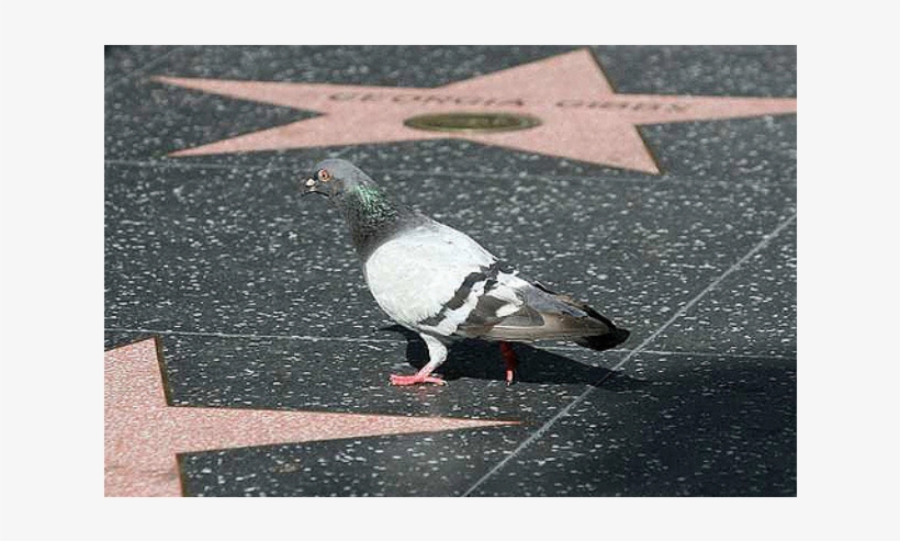 Pigeons On The Pill - Pigeons, transparent png #2796928