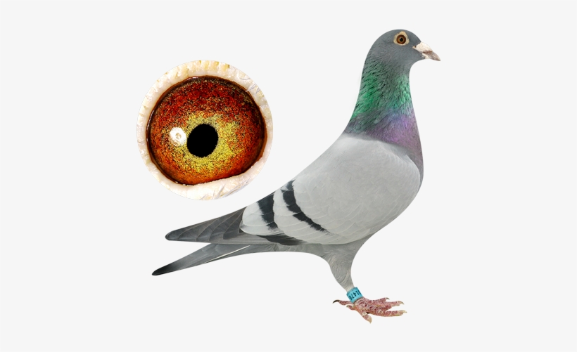 Marathon Pigeons - Marathon, transparent png #2797136