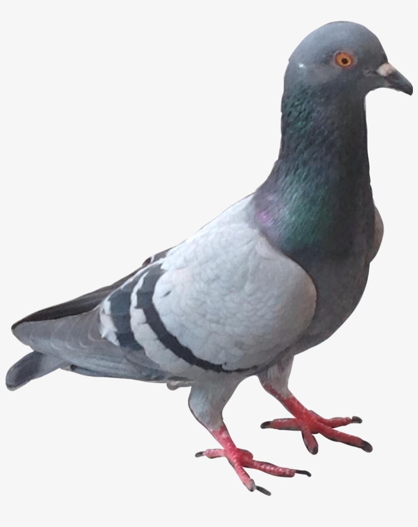 Pigeon Blackmouse155 Stickers Yes Put Pigeons In Ur - Sticker, transparent png #2797223