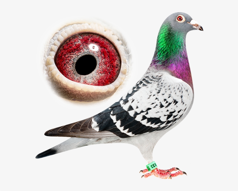 Pigeons - Pigeon Fancy, transparent png #2797243