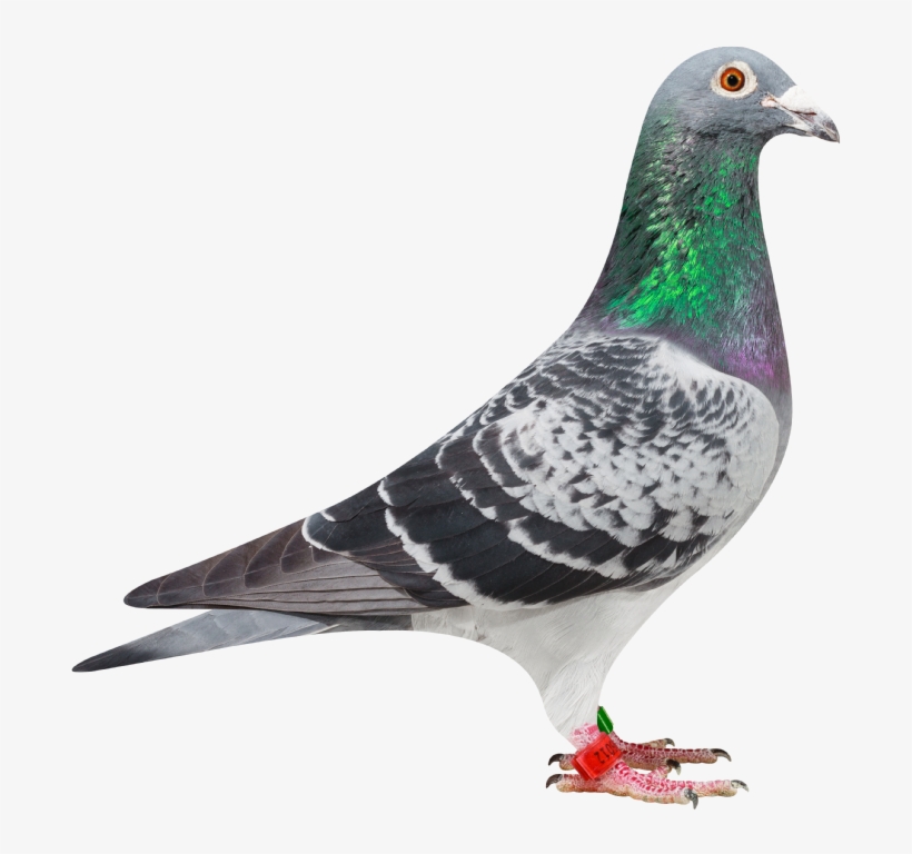We Hope He Will Follow In The Footsteps Of His Famous - Homing Pigeons, transparent png #2797340