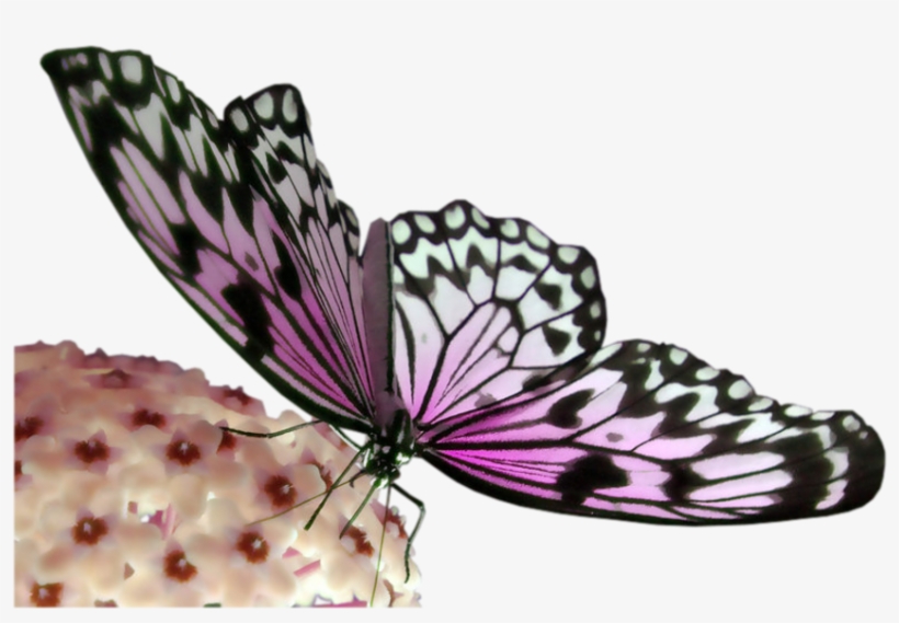 Pink And Black Butterfly - Portable Network Graphics, transparent png #2799615