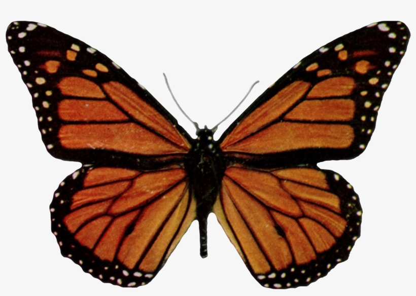 Danaus Plexippus-transparent - Orange Butterfly Shower Curtain, transparent png #2799640