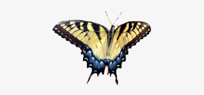 Psd Detail - Butterfly On Clear Background, transparent png #2799713
