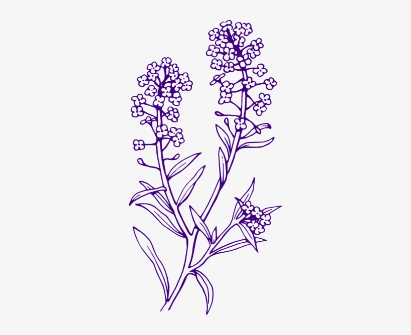 Aesthetic Clipart Flower - Lavender Plant Black And White, transparent png #280449