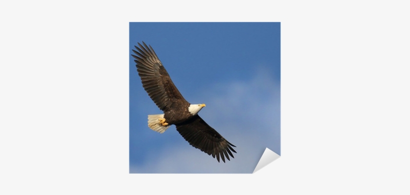 Bald Eagle Soaring Sticker • Pixers® • We Live To Change - Bald Eagle Of Edgewater Nj, transparent png #280500