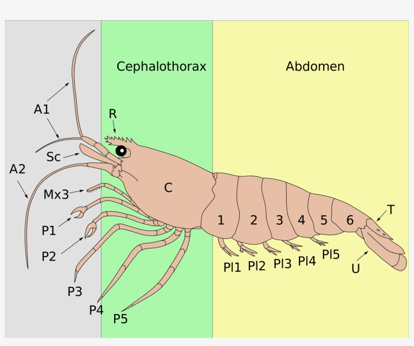 Open - Shrimp Carapax, transparent png #280994