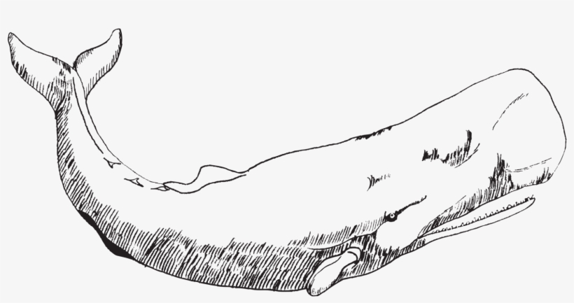 Whale - Huge Whale Black And White, transparent png #281056