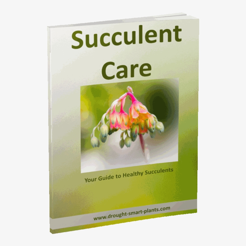Succulent Care E-book - Calvendo Premium Textil-leinwand 120 Cm X 80 Cm Quer, transparent png #281545