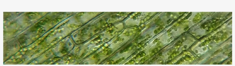 Botanical Identification - Celula Animal, transparent png #281746