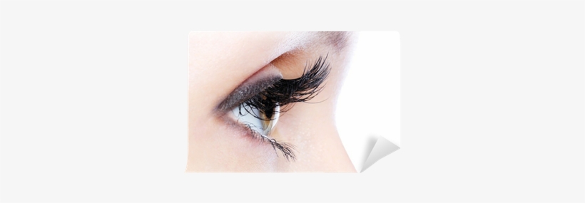 Eye With A Long Curl False Eyelashes Wall Mural • Pixers® - Most Beautiful Eyes Without Makeup, transparent png #281884