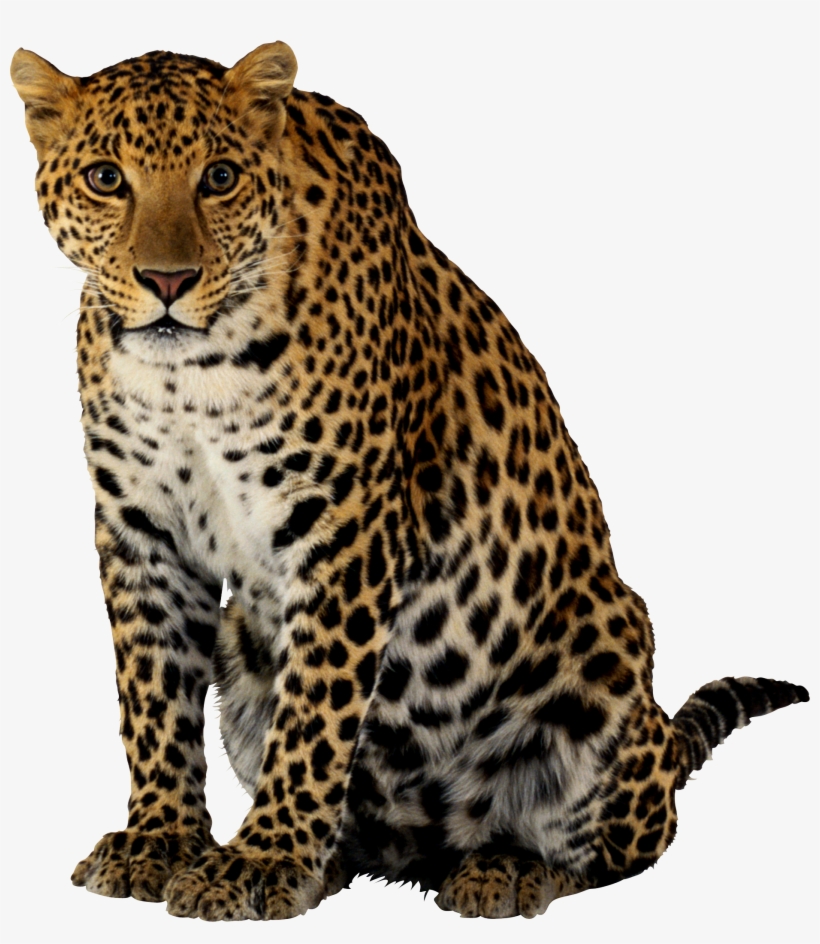 Leopard Sticker - Leopard Png, transparent png #282363