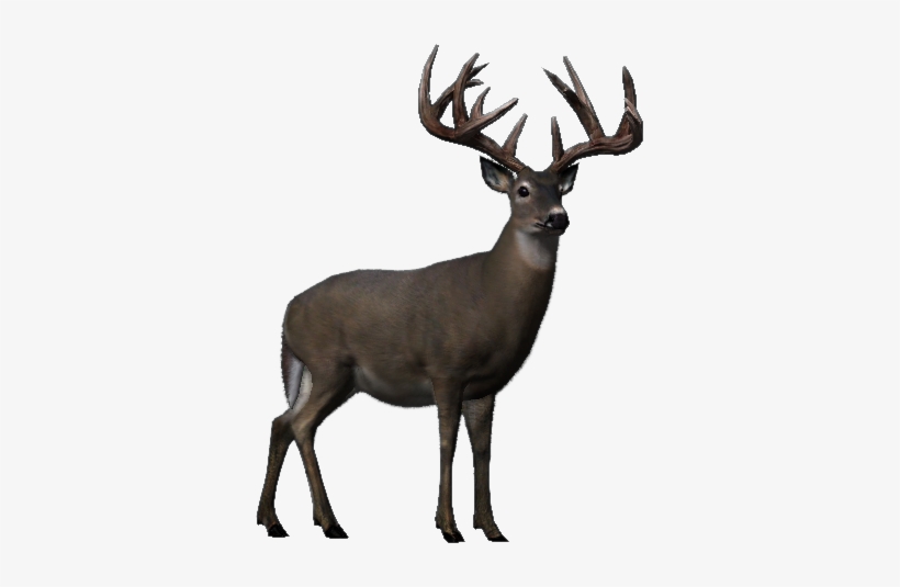 Whitetail - Wiki, transparent png #282437