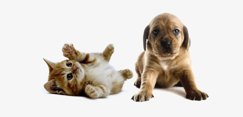 Stumps Party 18 In. To 9 Ft. Pet Select-a-size Photo, transparent png #282882