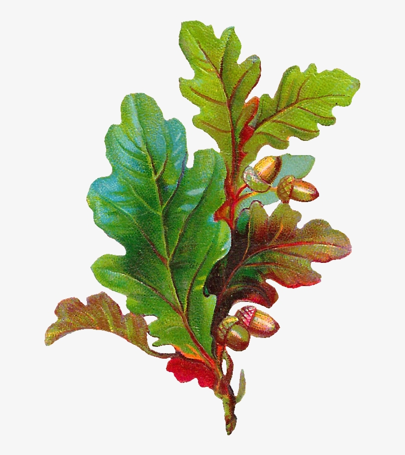 Free Acorn Clip Art - Oak Leaf With Acorn, transparent png #282949