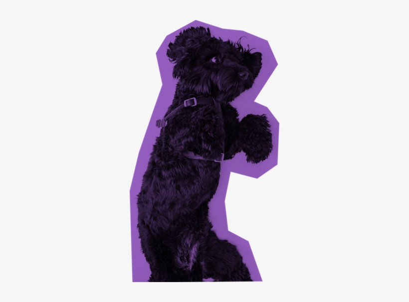 Buy The Jason Theme - Toy Poodle, transparent png #283311