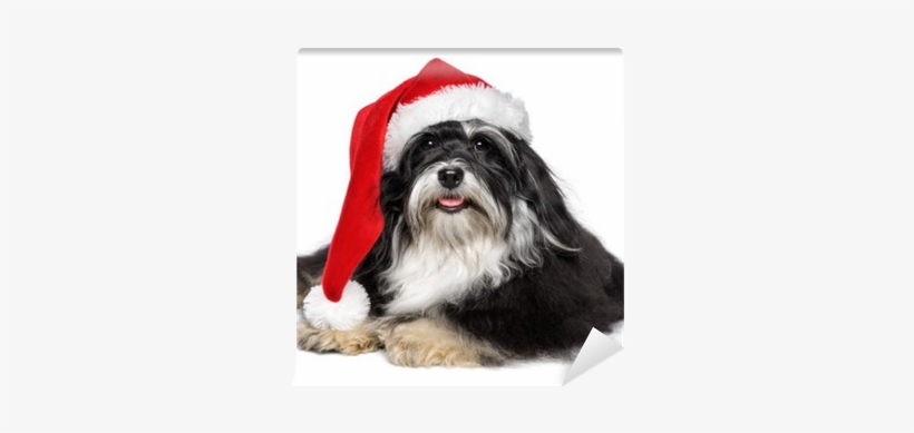 Beautiful Christmas Havanese Dog With Santa Hat And - Schöner Weihnachtenhavanese Hund Mit Postkarte, transparent png #283414