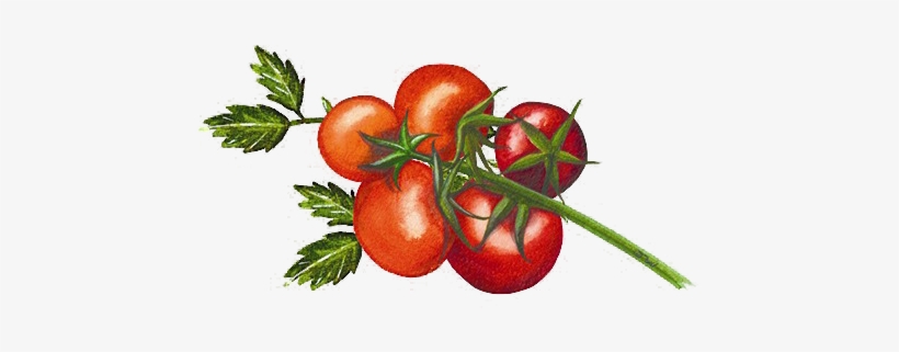 Organico Tomato Illustration Organico Tomato Illustration - Organico Sundried Tomatoes In Herbs And Sunflower Oil, transparent png #283959