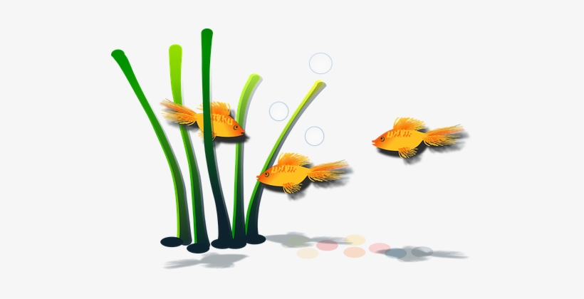 Goldfish Fish Aquamarine Aquatic Marine Wa - ภาพ วาด พืช น้ำ, transparent png #284435