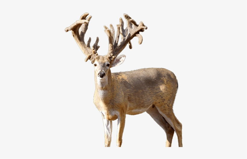 Mustang Creek Ranch Deer - Mustang Creek Ranch, transparent png #284475