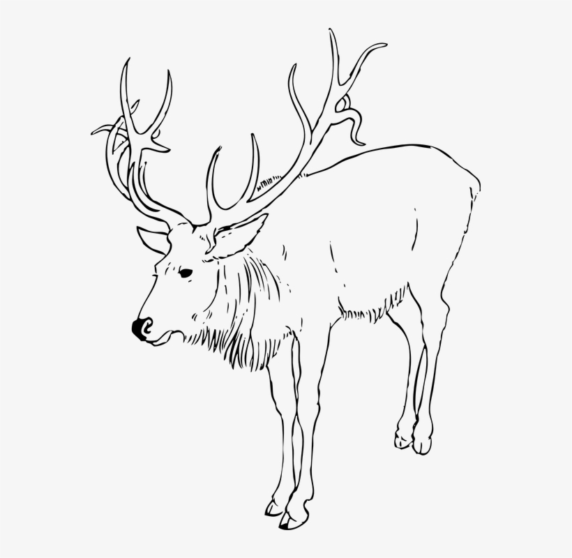 62 Best Reindeer Images - Reindeer Clip Art Black And White, transparent png #285082