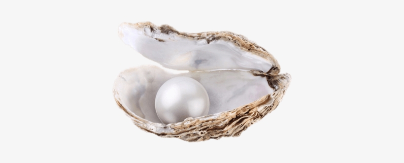 Large Pearl In Oyster - Selbstbewusstsein Trainieren Fur Dummies, transparent png #285677
