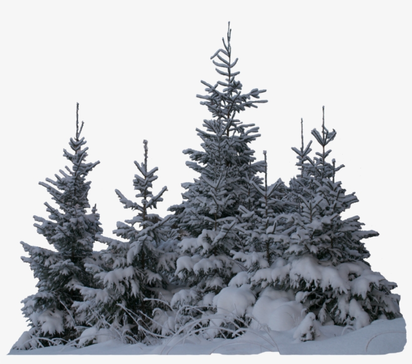 Wintery Spruces Unrestricted Stock - Spruce, transparent png #285722