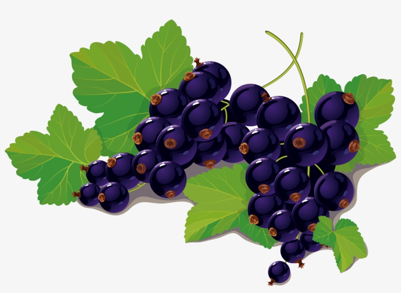Blueberry Vector - Black Currant Fruit Leaf Png, transparent png #286208