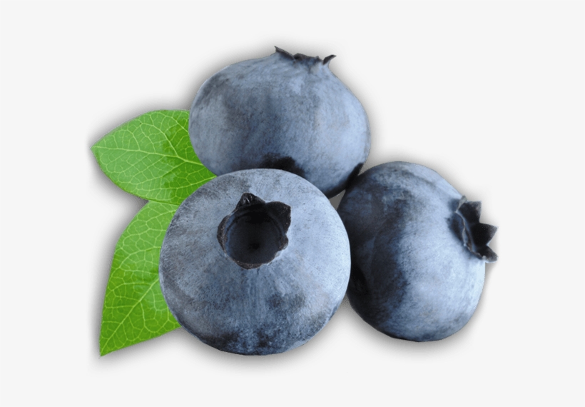 Zoom On Blueberries - Transparent Blueberry Clipart, transparent png #286436