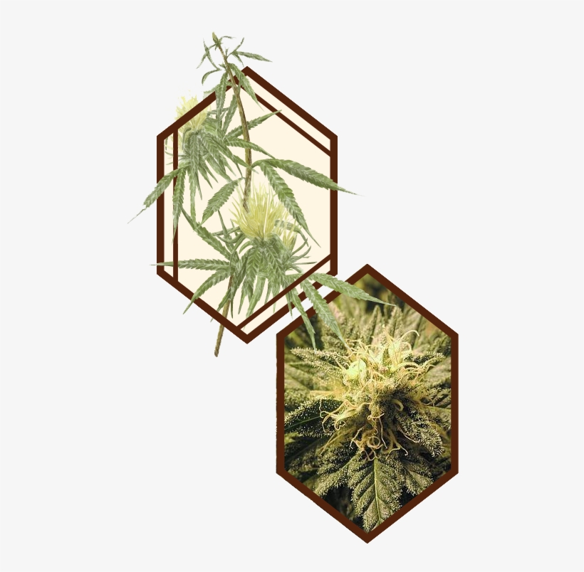 Cannabis101 Graphic - Botanist Dispensary Logo, transparent png #286440