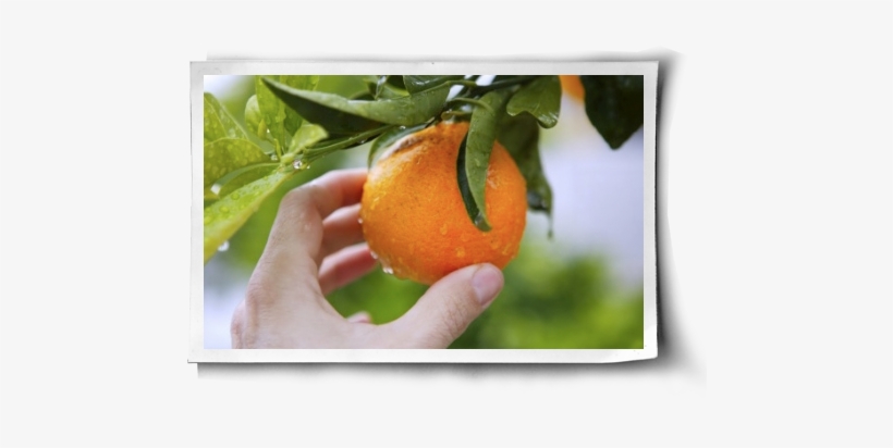 Who Doesn't Love The Smell Of A Fresh Orange Being - Stock Photography, transparent png #286458
