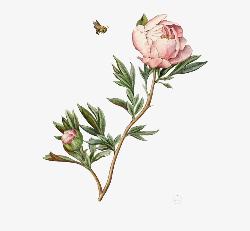 Illustration Watercolor Painting Peony - Peony Botanical Illustration, transparent png #286955