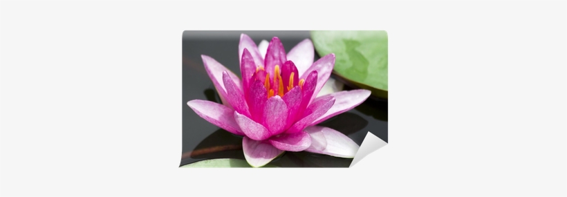 Lily, transparent png #287377